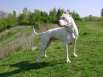White Argentine Dogo
