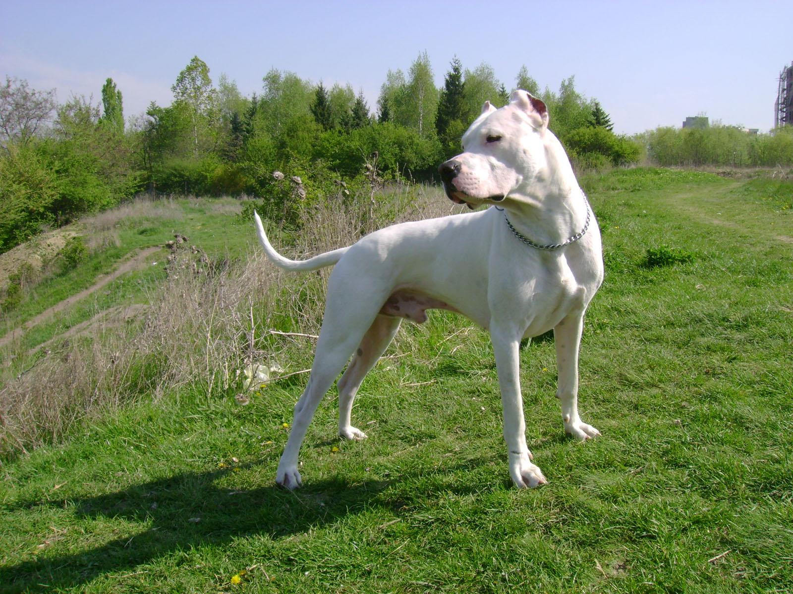 White Argentine Dogo photo and wallpaper. Beautiful White Argentine