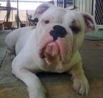 White Australian Bulldog