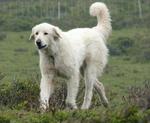 White Bakharwal dog