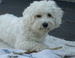 White Bergamasco Shepherd dog