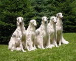 White Borzoi dogs