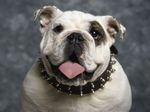 White Bulldog