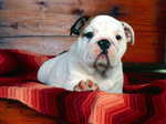 White English Bulldog and blanket