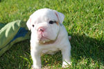 White English Bulldog on the grass