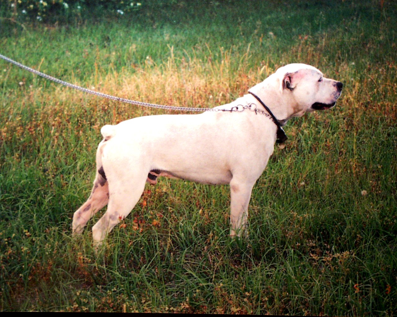 White English Bulldog wallpaper