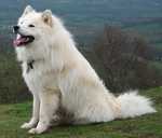 White Finnish Lapphund dog 