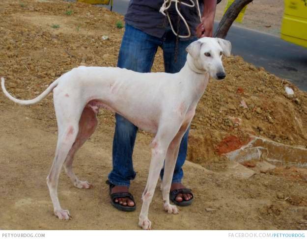 Kanni Puppies