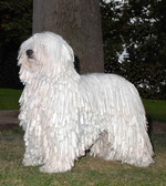 White Komondor dog near the tree