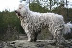 White Komondor dog