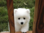 White lovely Canadian Eskimo puppy