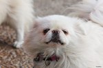 White Pekingese dog 