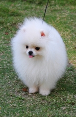 White Pomeranian dog