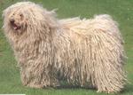 White Puli dog 