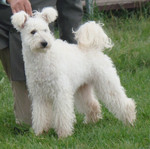 White Pumi dog 