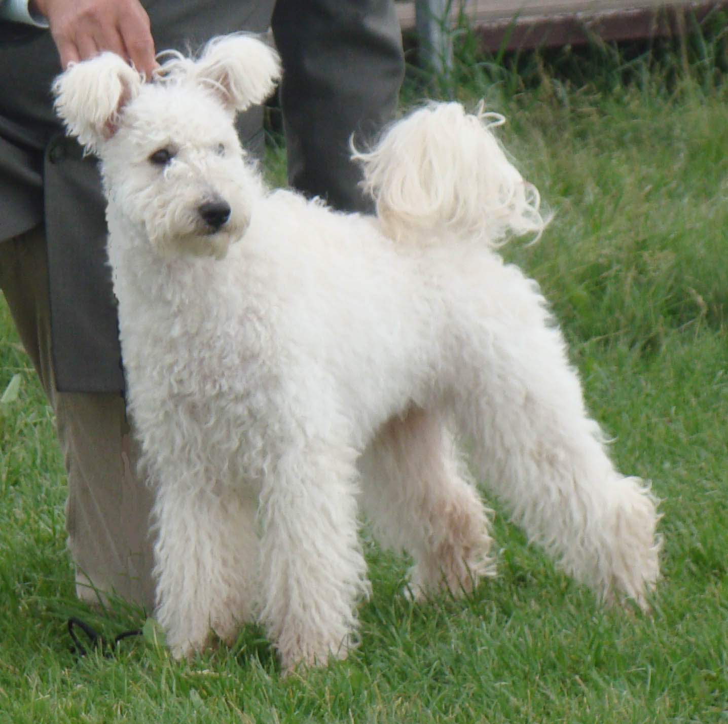 white pumi dog