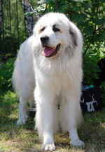 White Pyrenean Mastiff 