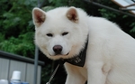 White rock Akita Inu