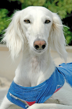 White Saluki dog 