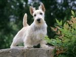 White Scottish Terrier dog