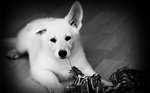 White Shepherd black and white