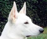 White Shepherd Dog face