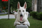 White Shepherd Dog looking at you