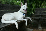 White Shepherd Dog on the bench