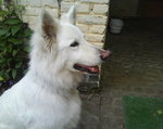 White Shepherd dog