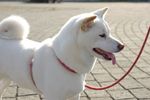 White Shiba Inu dog 
