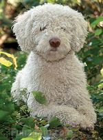 White Spanish Water Dog