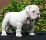 White Toy Bulldog