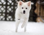 Winter American Eskimo Dog