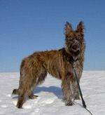 Winter Bouvier des Ardennes dog