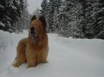 Winter Briard