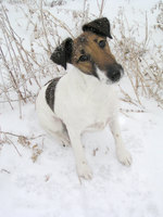 Winter Chilean Fox Terrier dog