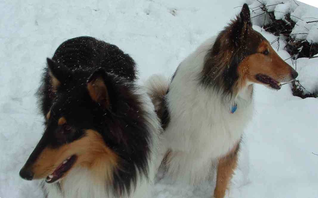 Winter Collie Rough dogs wallpaper