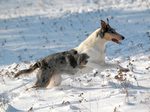 Winter Collie Smooth dog