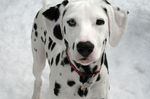 Winter Dalmatian dog