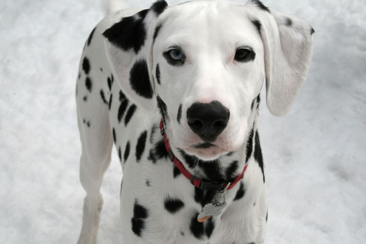 Winter Dalmatian dog wallpaper