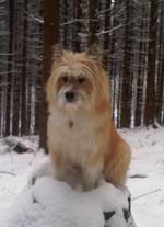 Winter Elo dog 