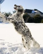 Winter English Setter dog