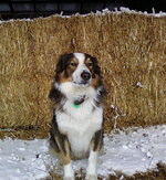 Winter English Shepherd dog