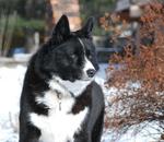 Winter Karelian Bear Dog 