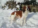 Winter Kooikerhondje dog 