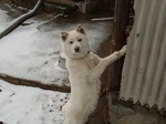 Winter Korean Jindo Dog 