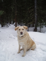 Winter Labrador Husky