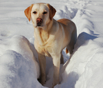 Winter Labrador Retriever dog