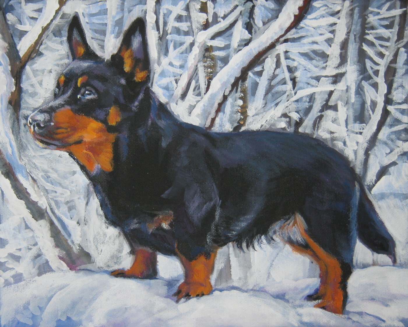 Winter Lancashire Heeler dog  wallpaper
