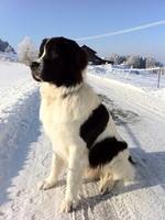 Winter Landseer dog 